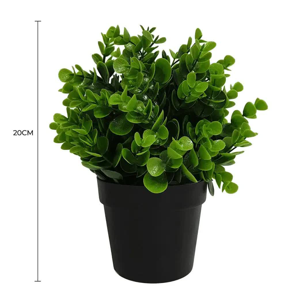 Green potted plant with a black pot on a white background