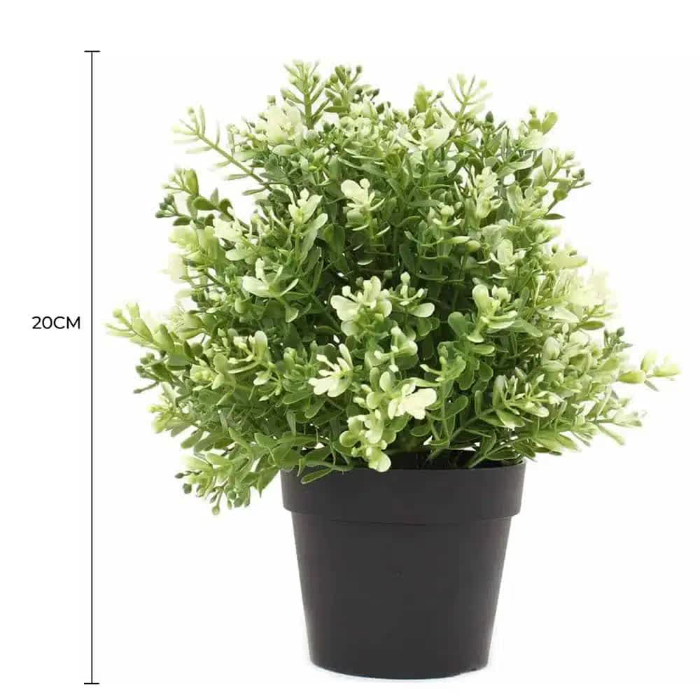 Potted plant with dimensions indicated on a white background