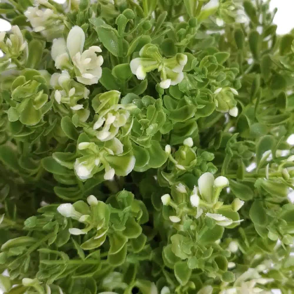 Close-up of a green bush with small white flowers