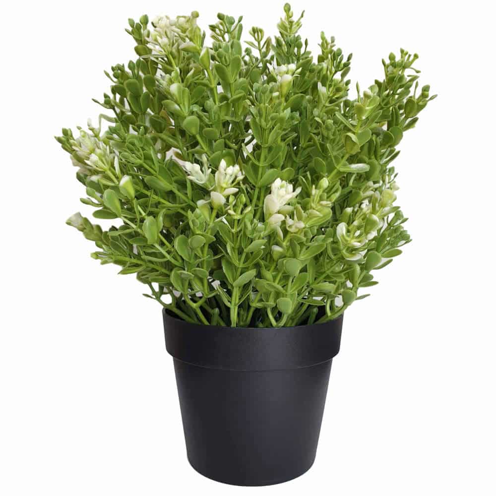 Potted plant with green leaves and white flowers on a white background