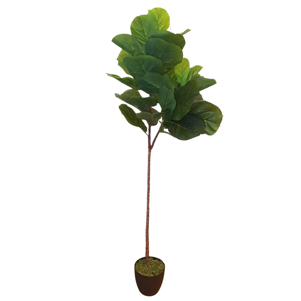 Classic Single-Stem Fiddle Leaf Fig 170cm