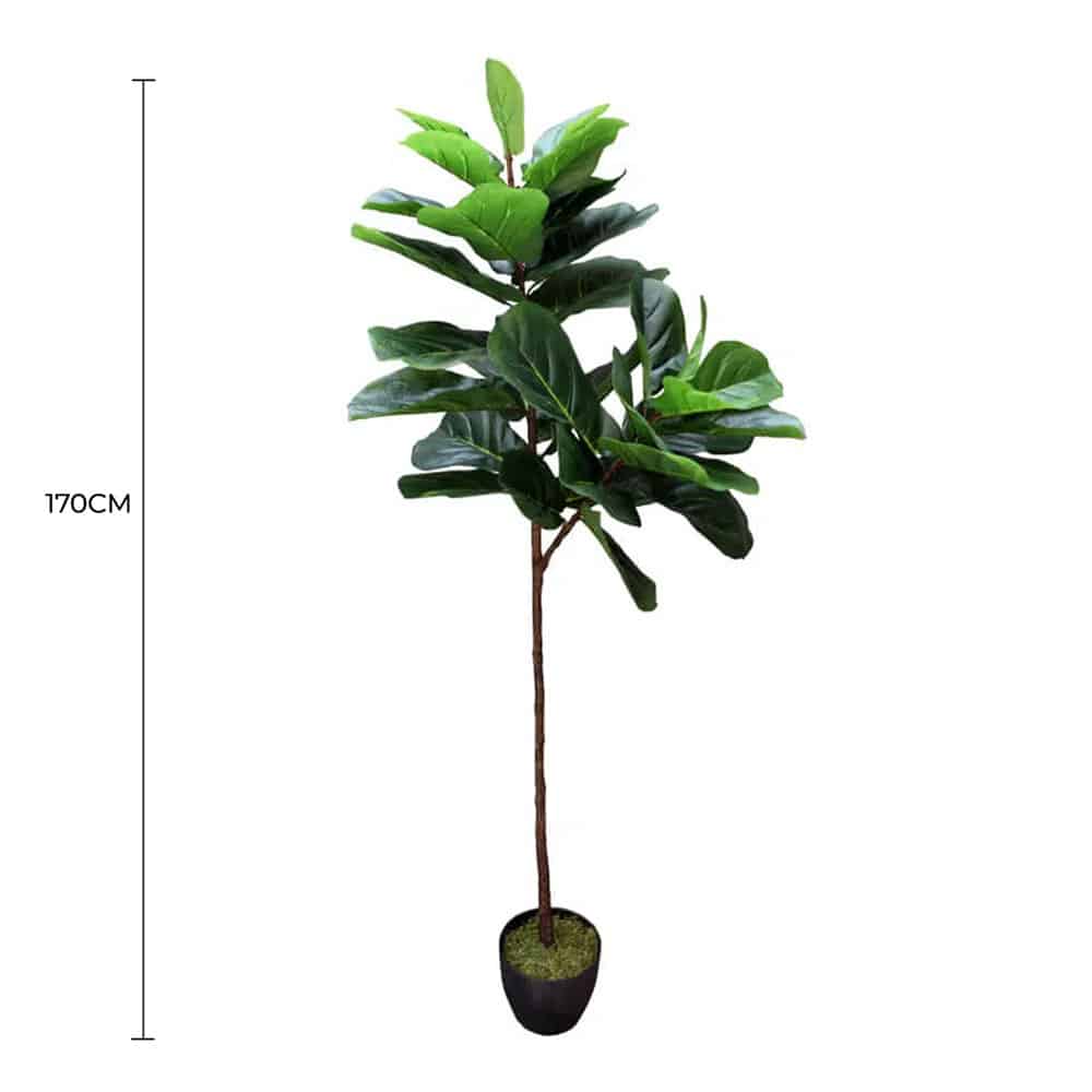 Classic Single-Stem Fiddle Leaf Fig 170cm