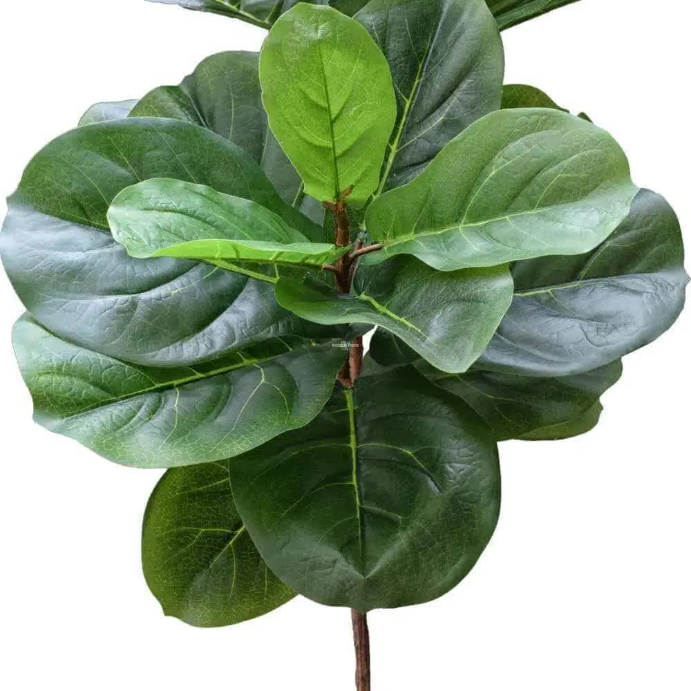 Classic Single-Stem Fiddle Leaf Fig 170cm