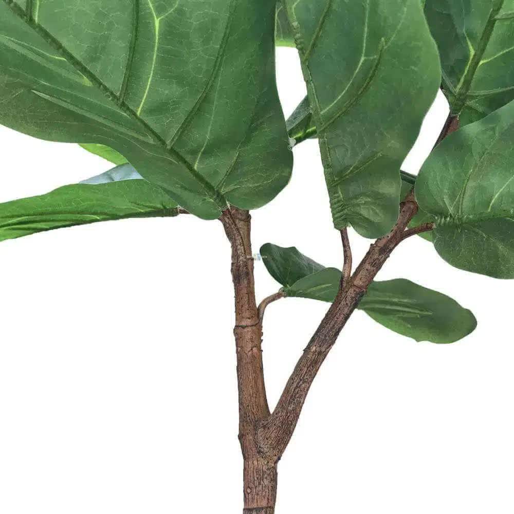 Classic Single-Stem Fiddle Leaf Fig 170cm