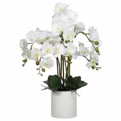 Potted Flowering White Orchid 65cm