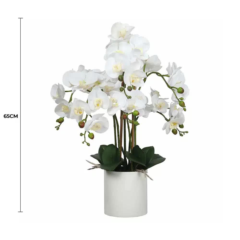 Potted Flowering White Orchid 65cm