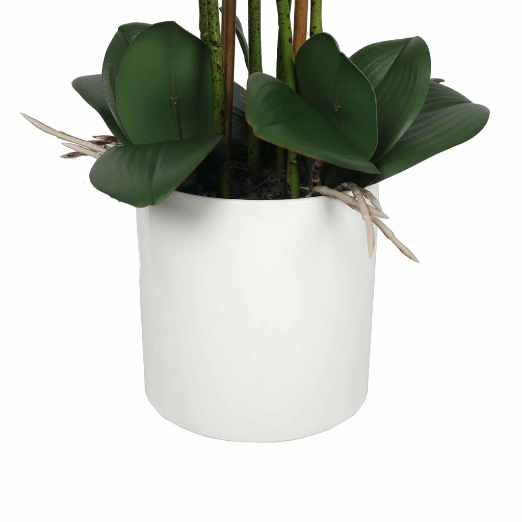 Potted Flowering White Orchid 65cm
