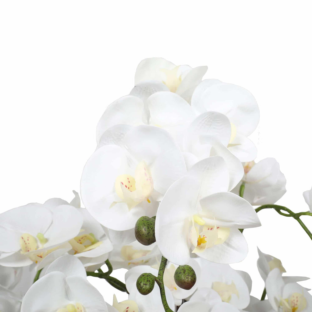 Potted Flowering White Orchid 65cm