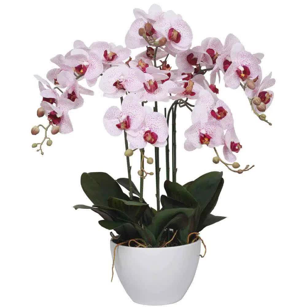 Potted Butterfly Orchid 56cm