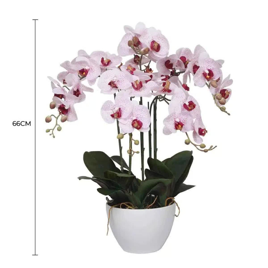 Potted Butterfly Orchid 56cm