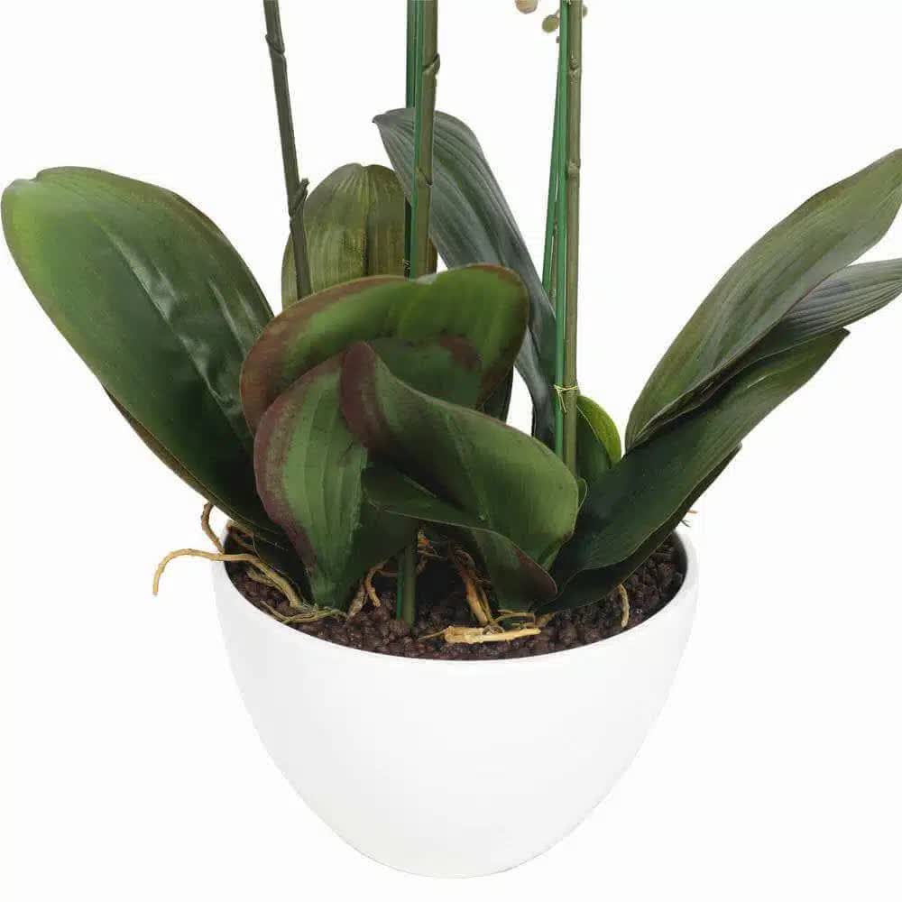 Potted Butterfly Orchid 56cm