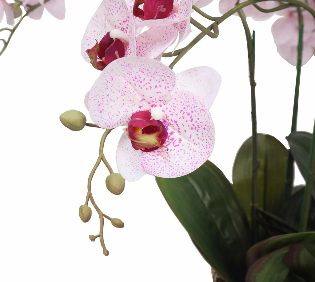 Potted Butterfly Orchid 56cm