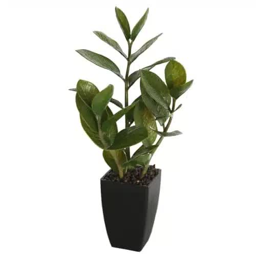Small Potted Zanzibar Gem