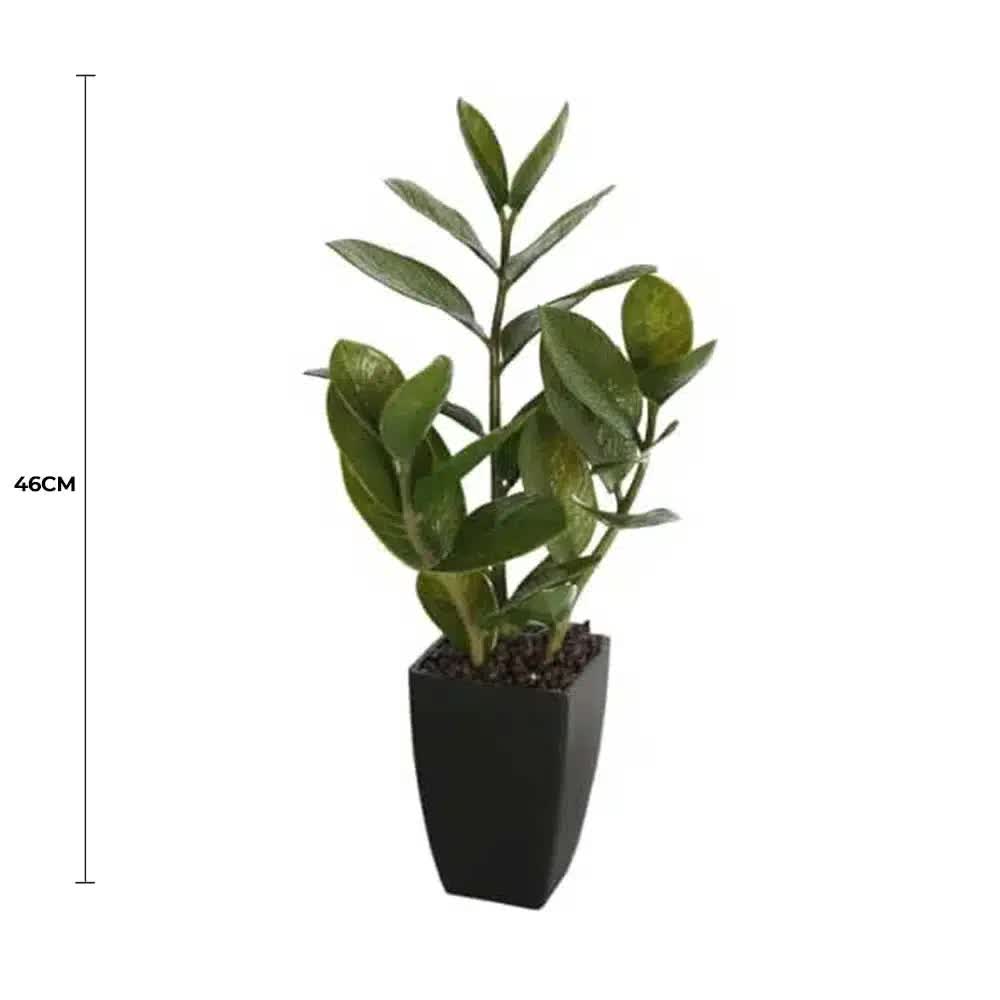 Small Potted Zanzibar Gem