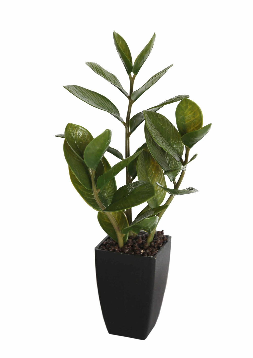 Small Potted Zanzibar Gem