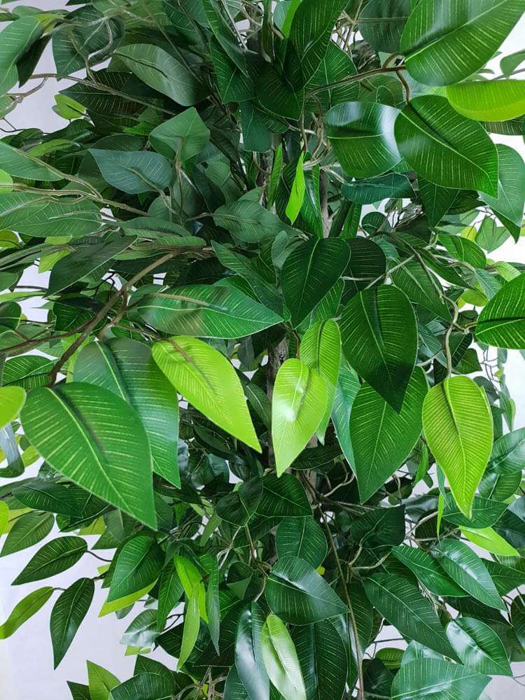 Close-up of a green leafy plant with a blurred background