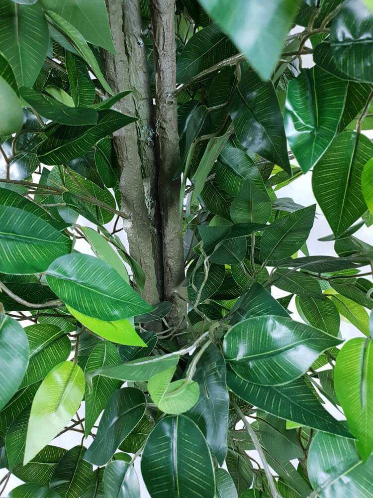 Close-up of a green leafy plant with a focus on the trunk.