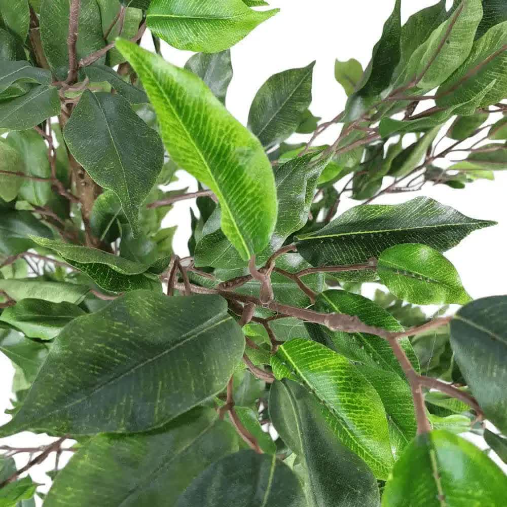 Close-up of green leaves on a plant with a white background