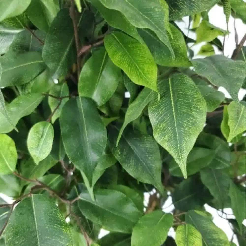 Close-up of green leaves on a tree