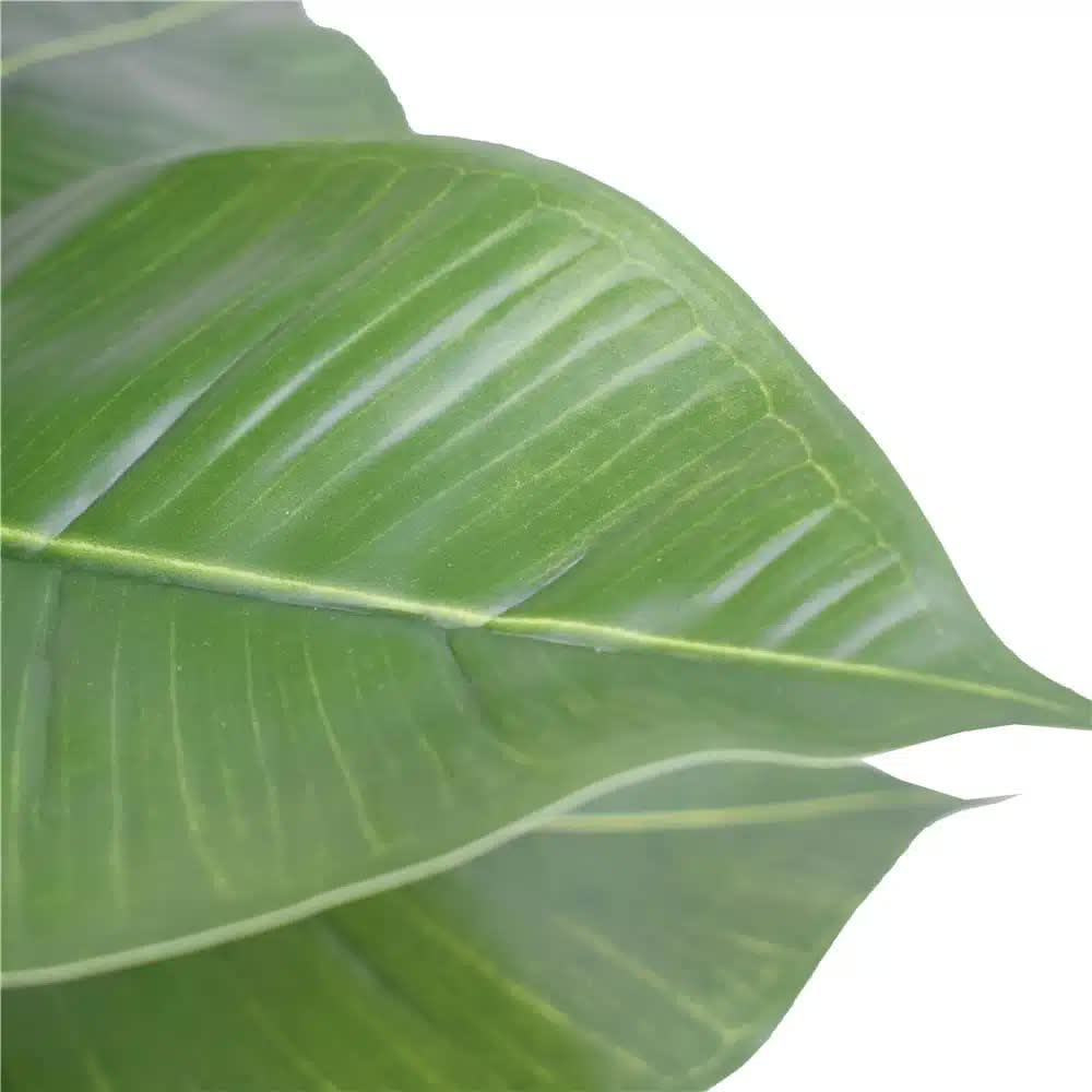 Artificial potted rubber plant by Faux Flora, 55cm tall, realistic green leaves in a decorative pot for home and garden decor.