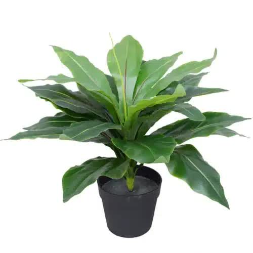 Potted Wide Leaf Bird’s Nest Fern 50cm
