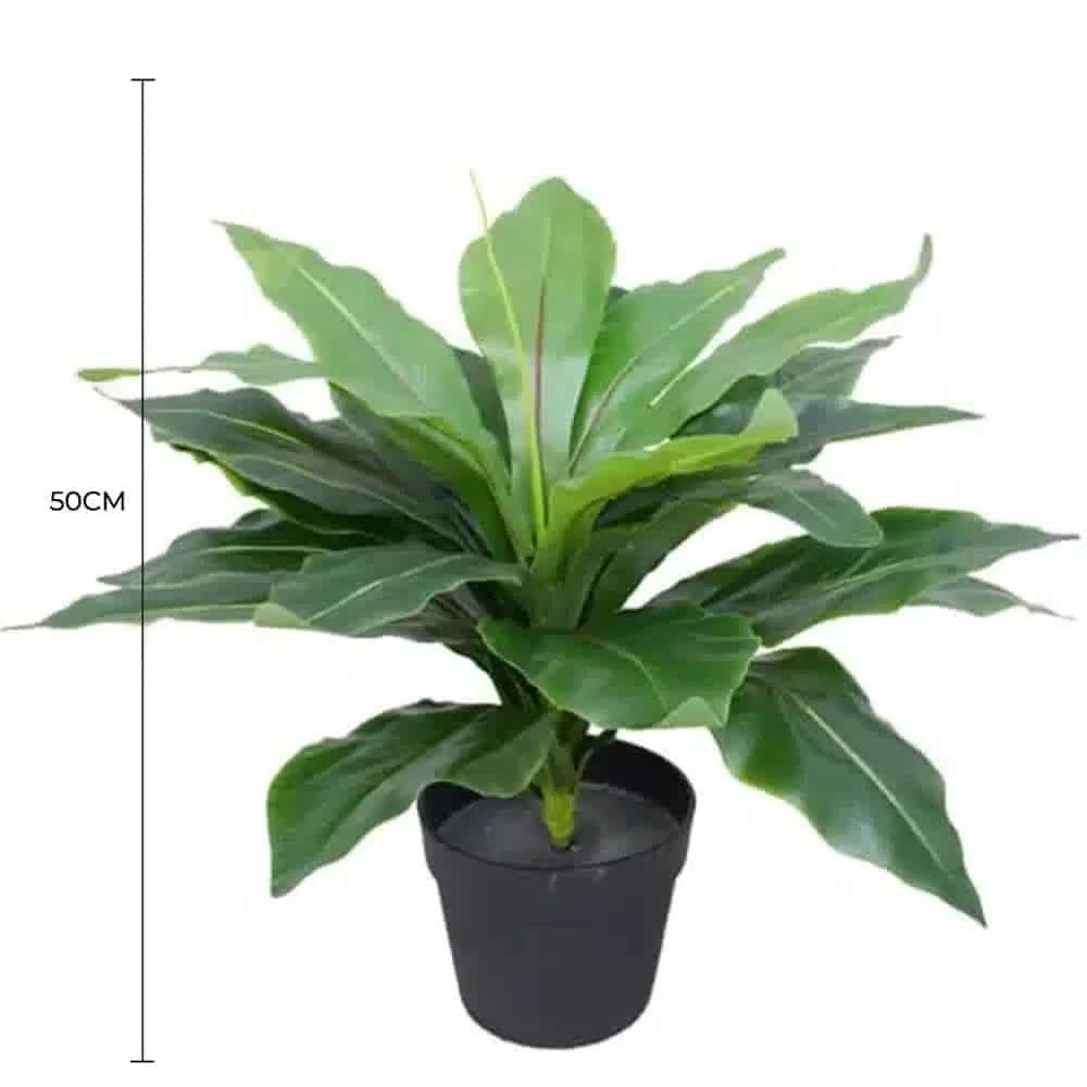 Potted Wide Leaf Bird’s Nest Fern 50cm
