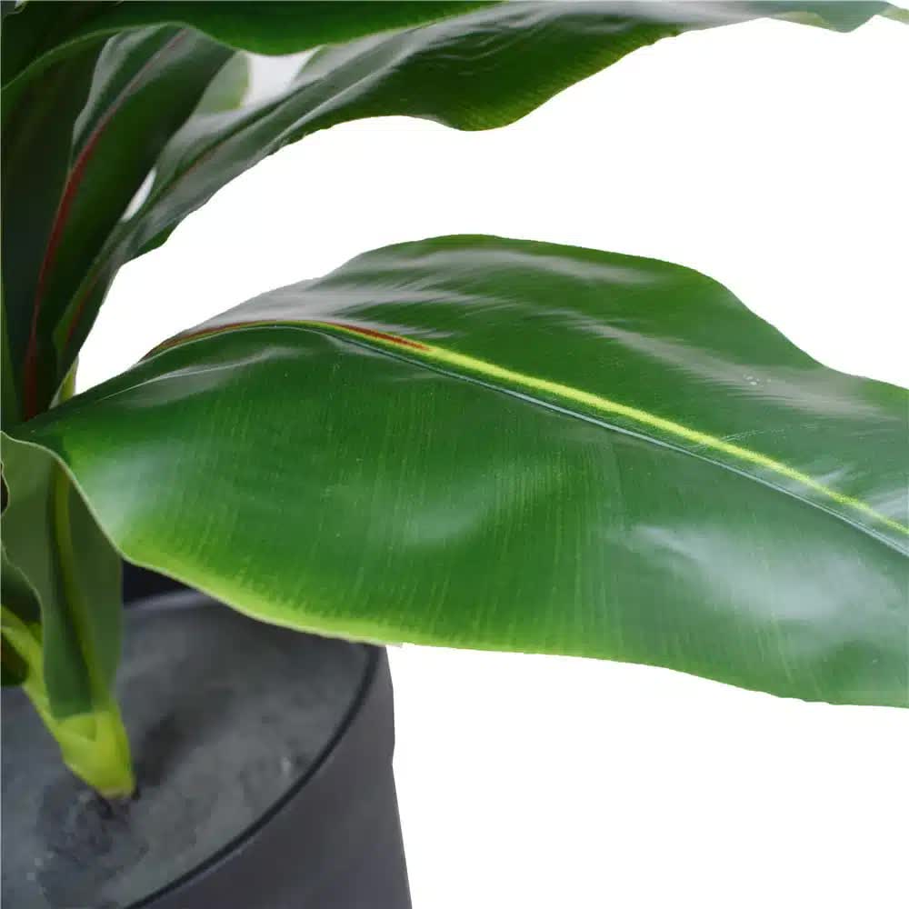 Artificial Potted Wide Leaf Birds Nest Fern Plant 50cm