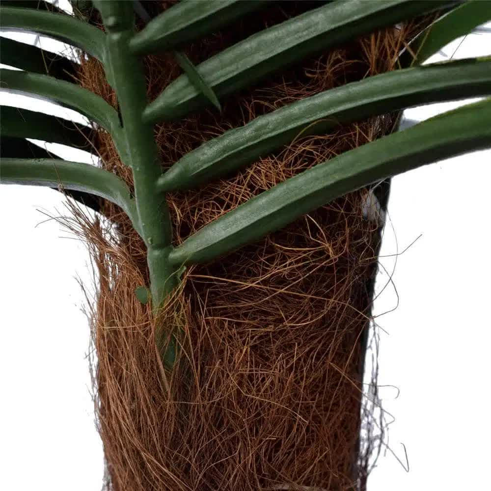 Close-up of a palm tree with a focus on the trunk and fronds.