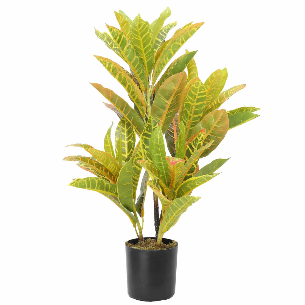 Potted Croton 55cm