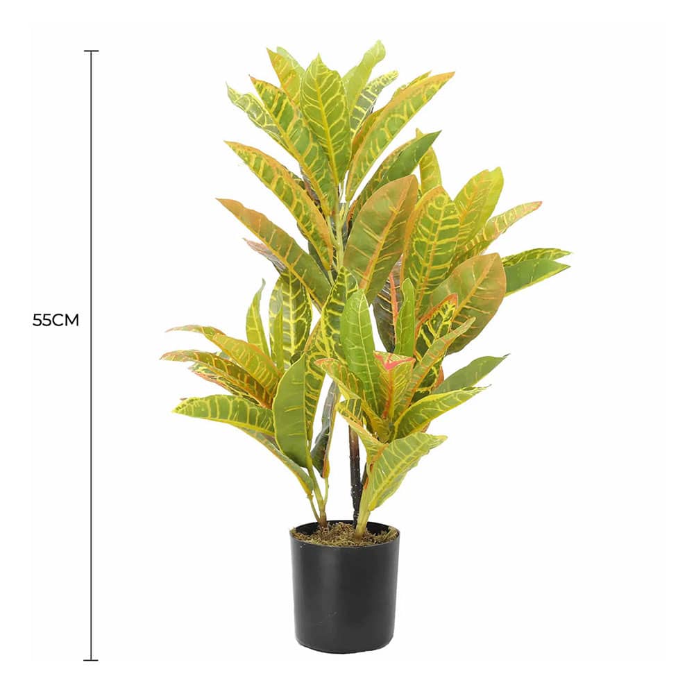 Potted Croton 55cm
