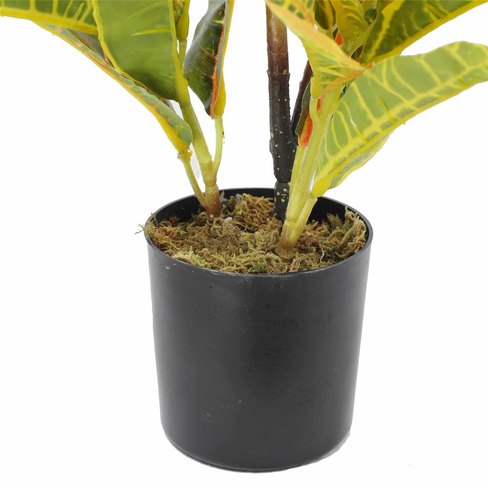 Potted Croton 55cm