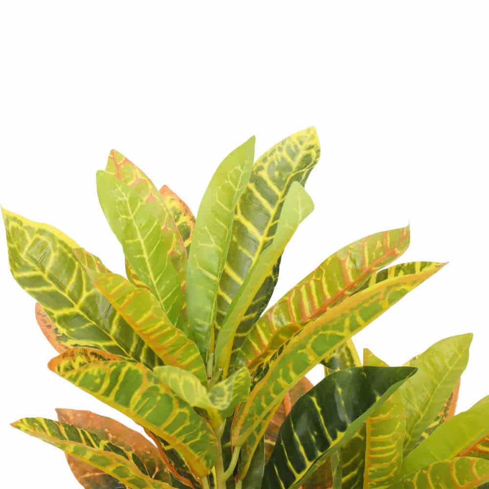 Potted Croton 55cm