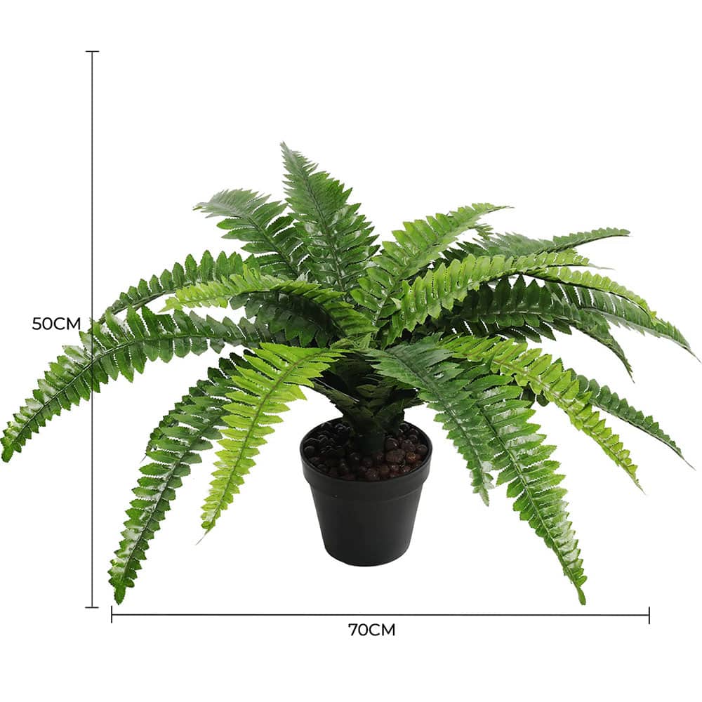 Potted fern plant with dimensions on a white background