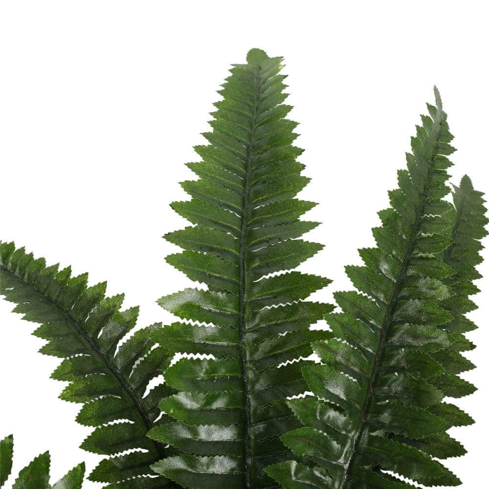 Close-up of a green fern leaf on a white background