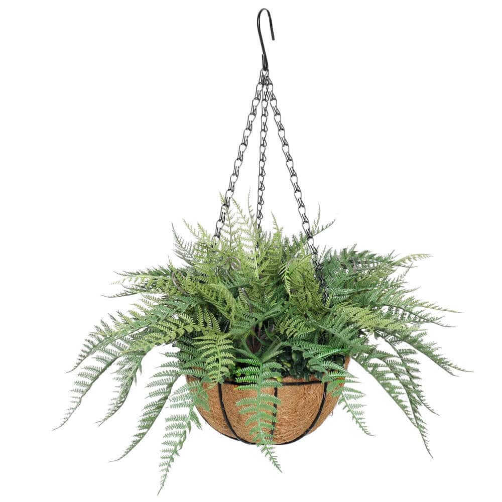 Hanging fern plant in a woven basket on a white background