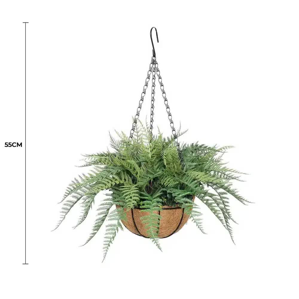 Hanging fern plant with dimensions on a white background