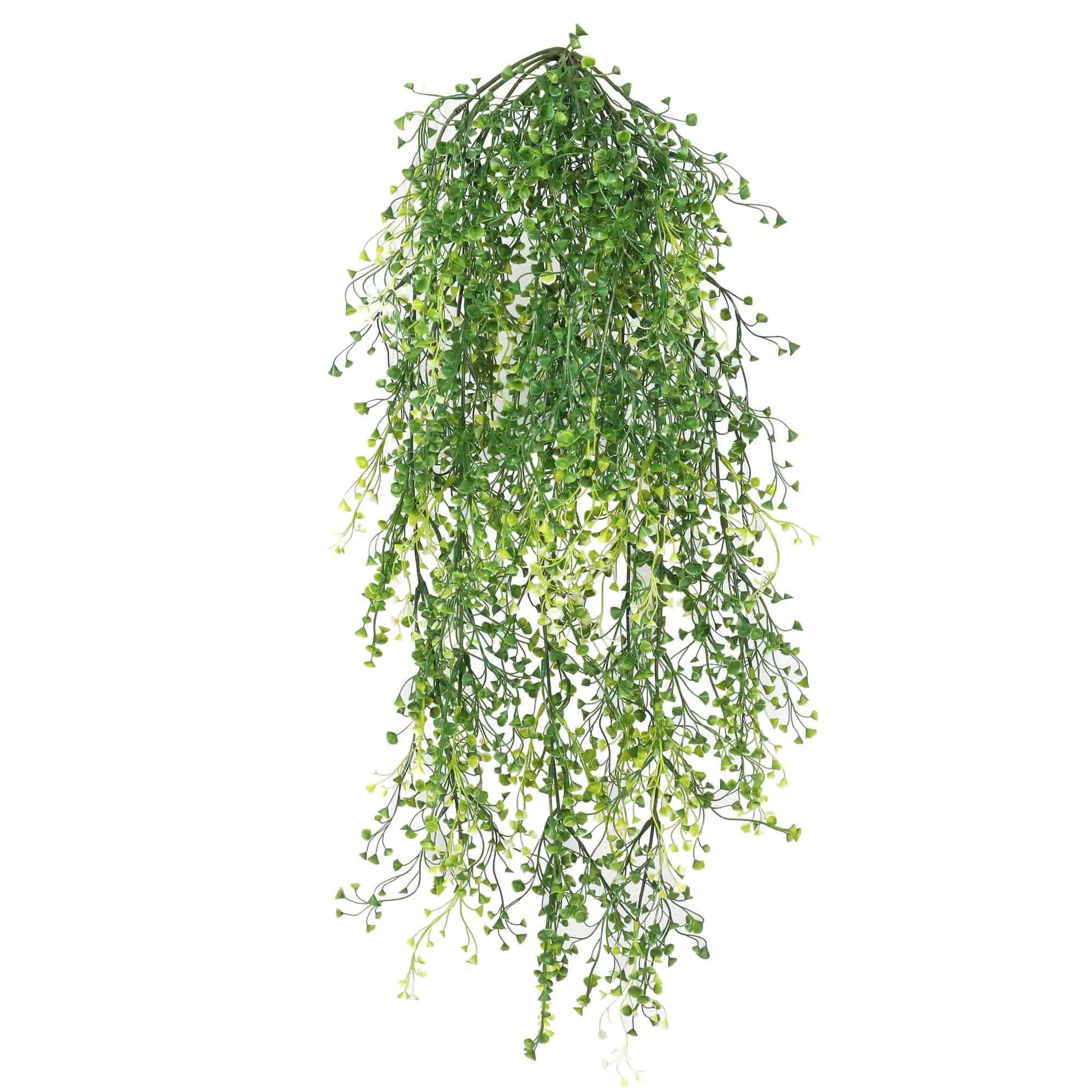 Hanging green plant on a white background