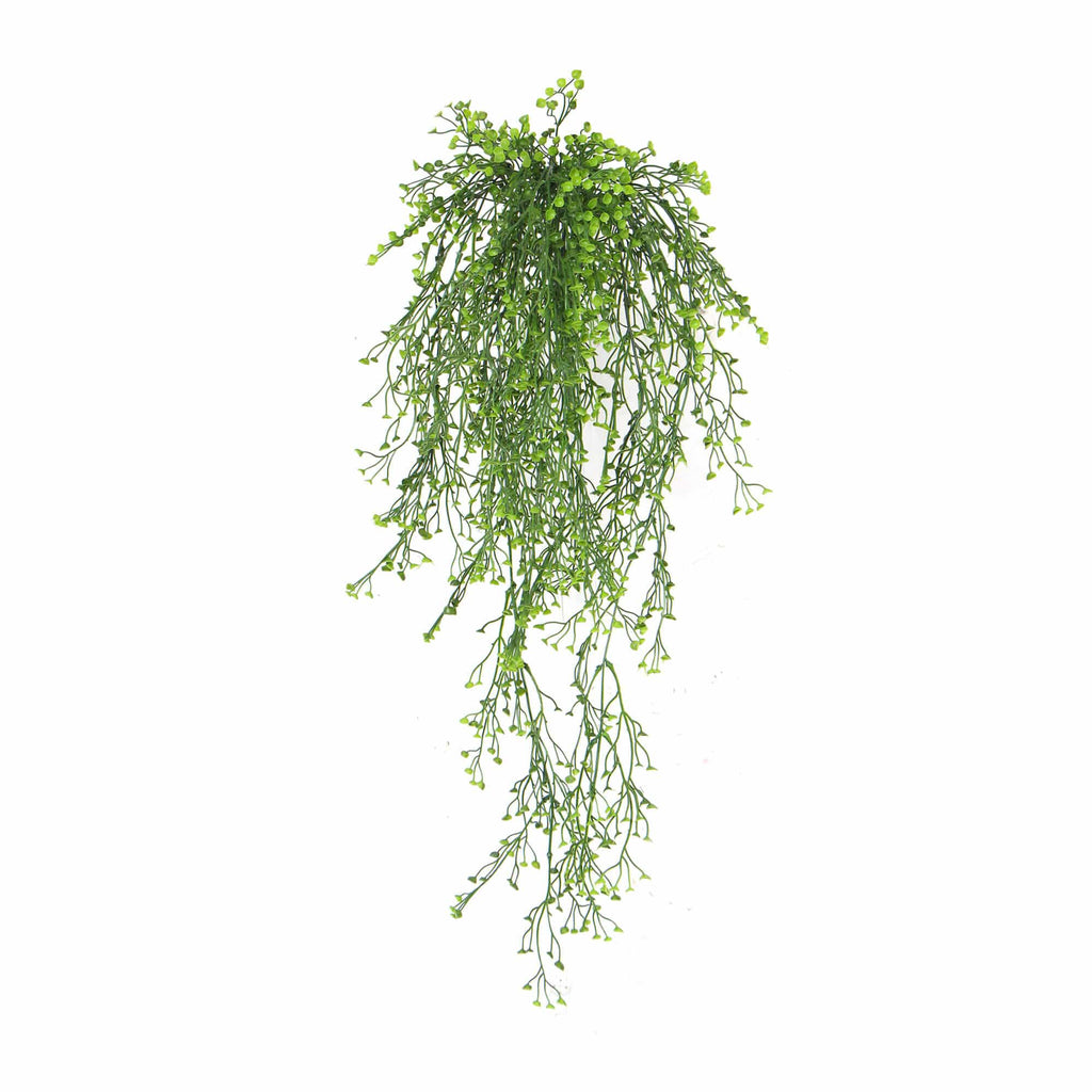 Hanging green plant on a white background