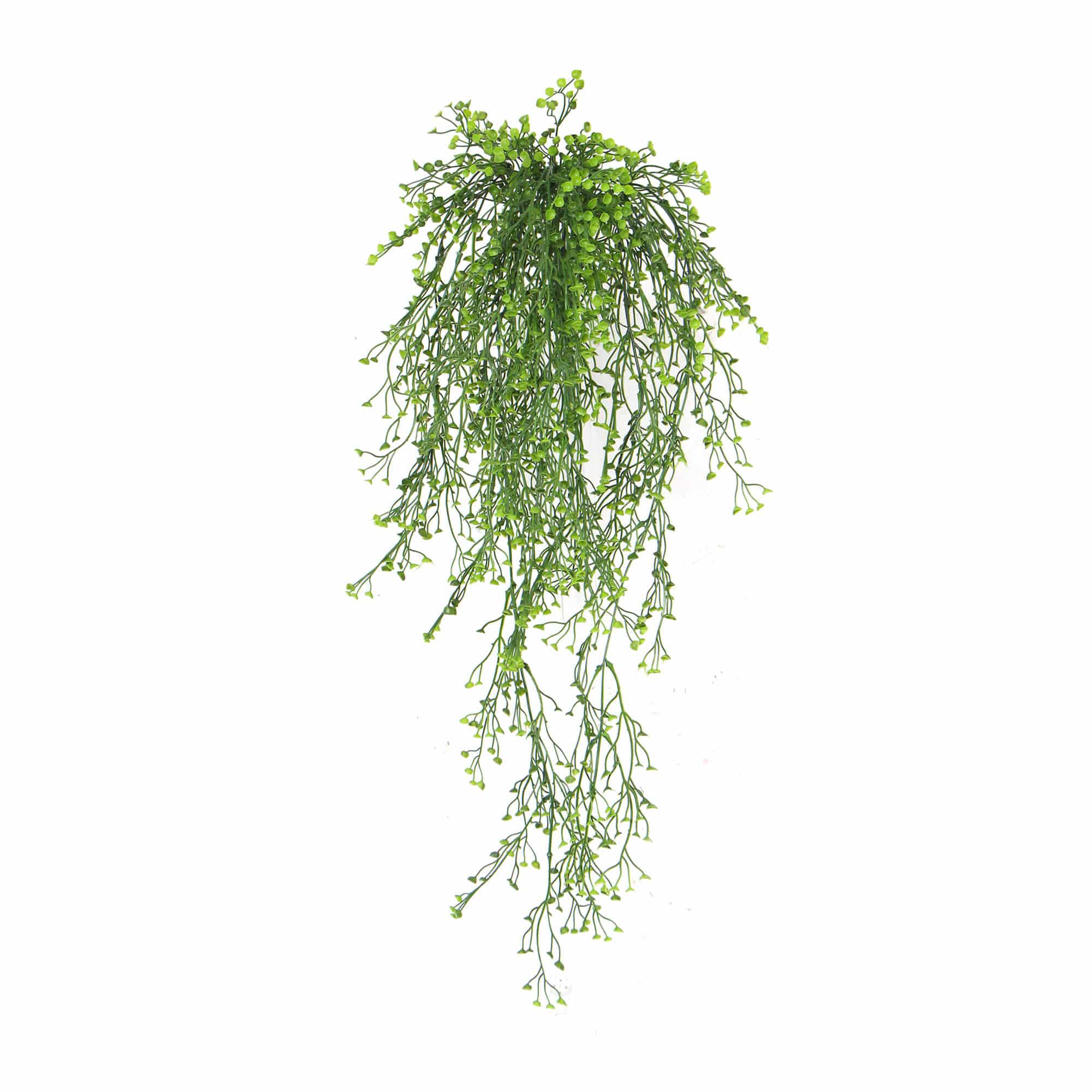 Hanging green plant on a white background