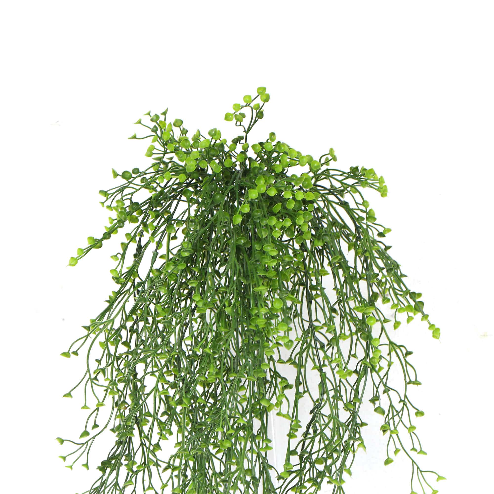 Hanging green plant on a white background
