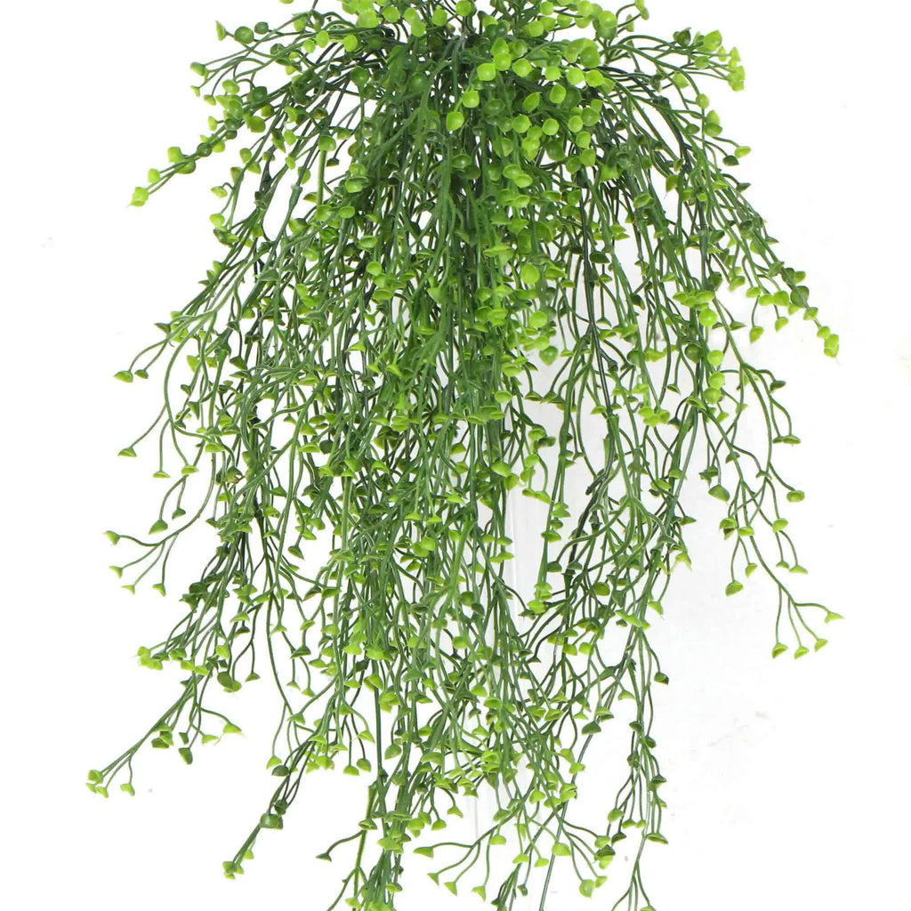 Hanging green plant with small leaves on a white background