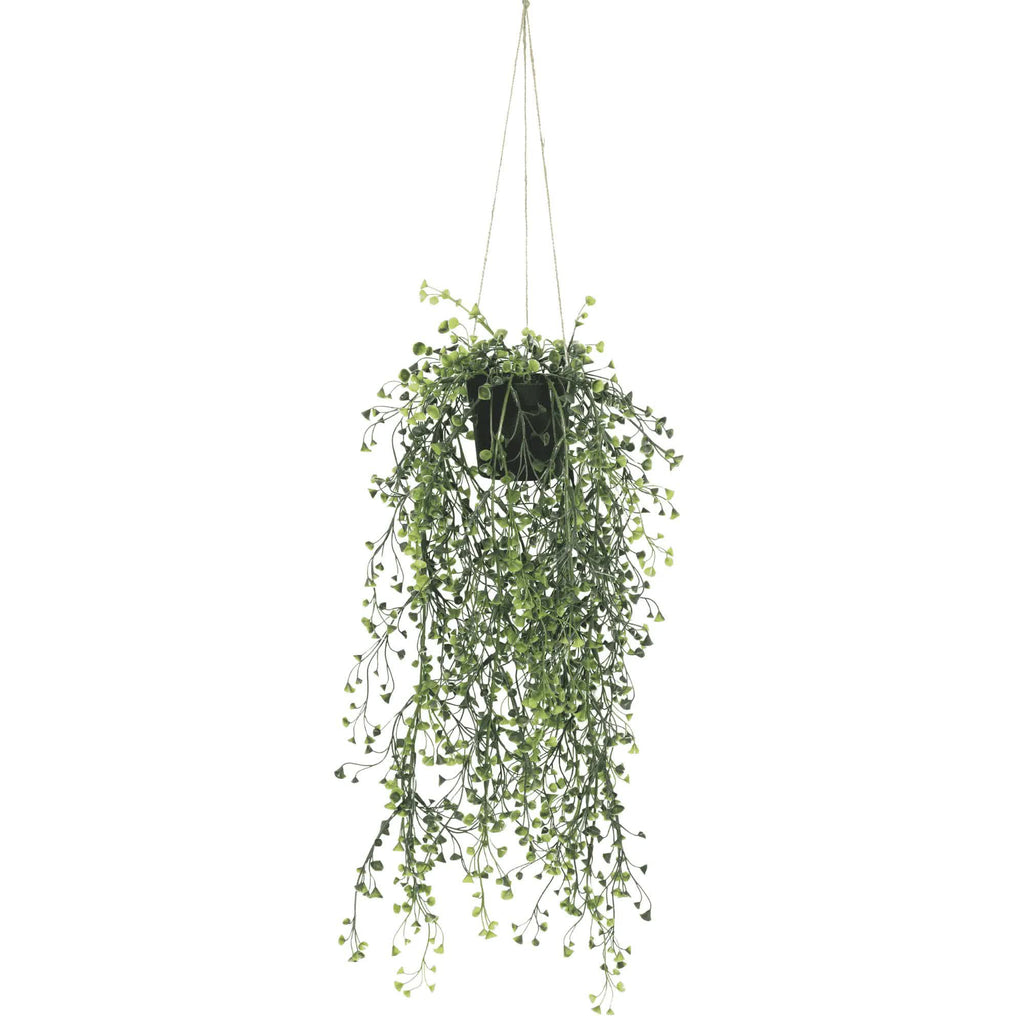 Hanging green plant with small leaves on a white background