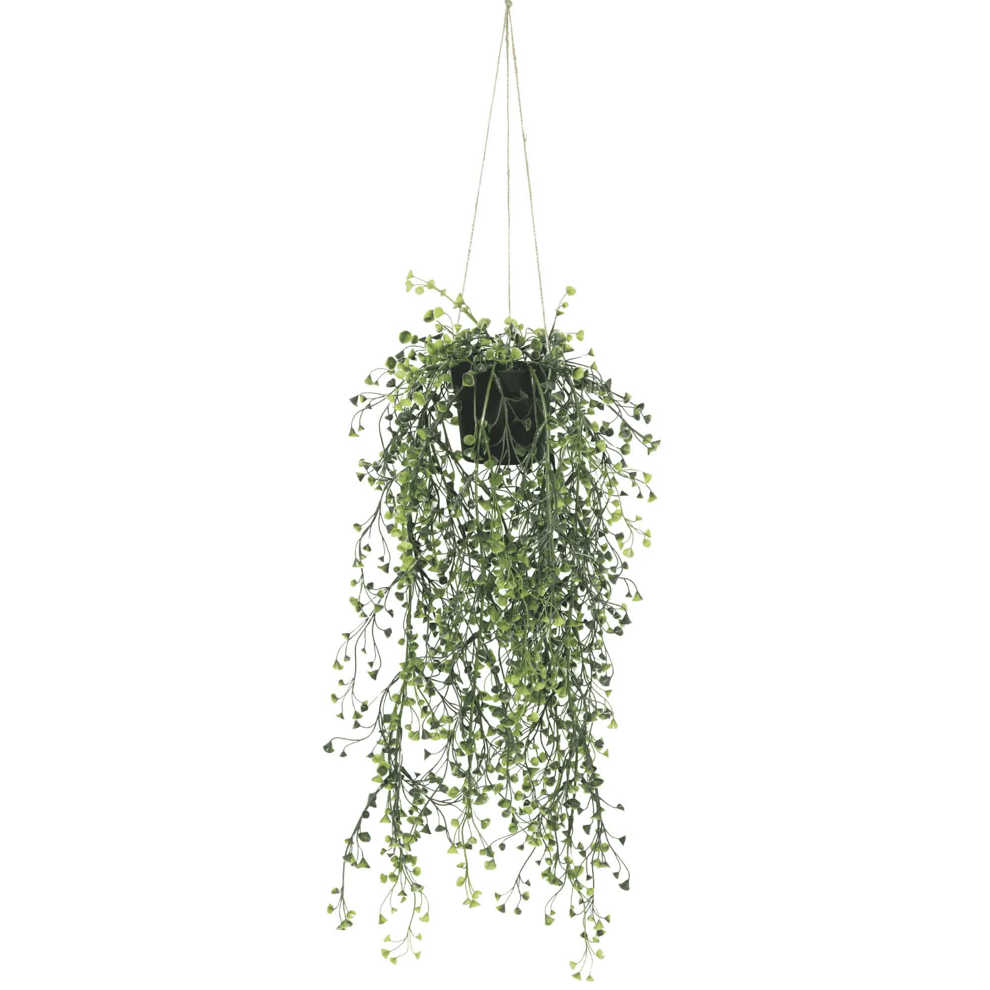Hanging green plant with small leaves on a white background