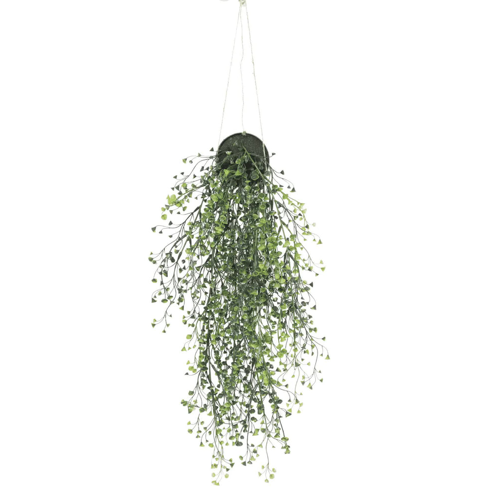 Hanging green plant with small flowers on a white background