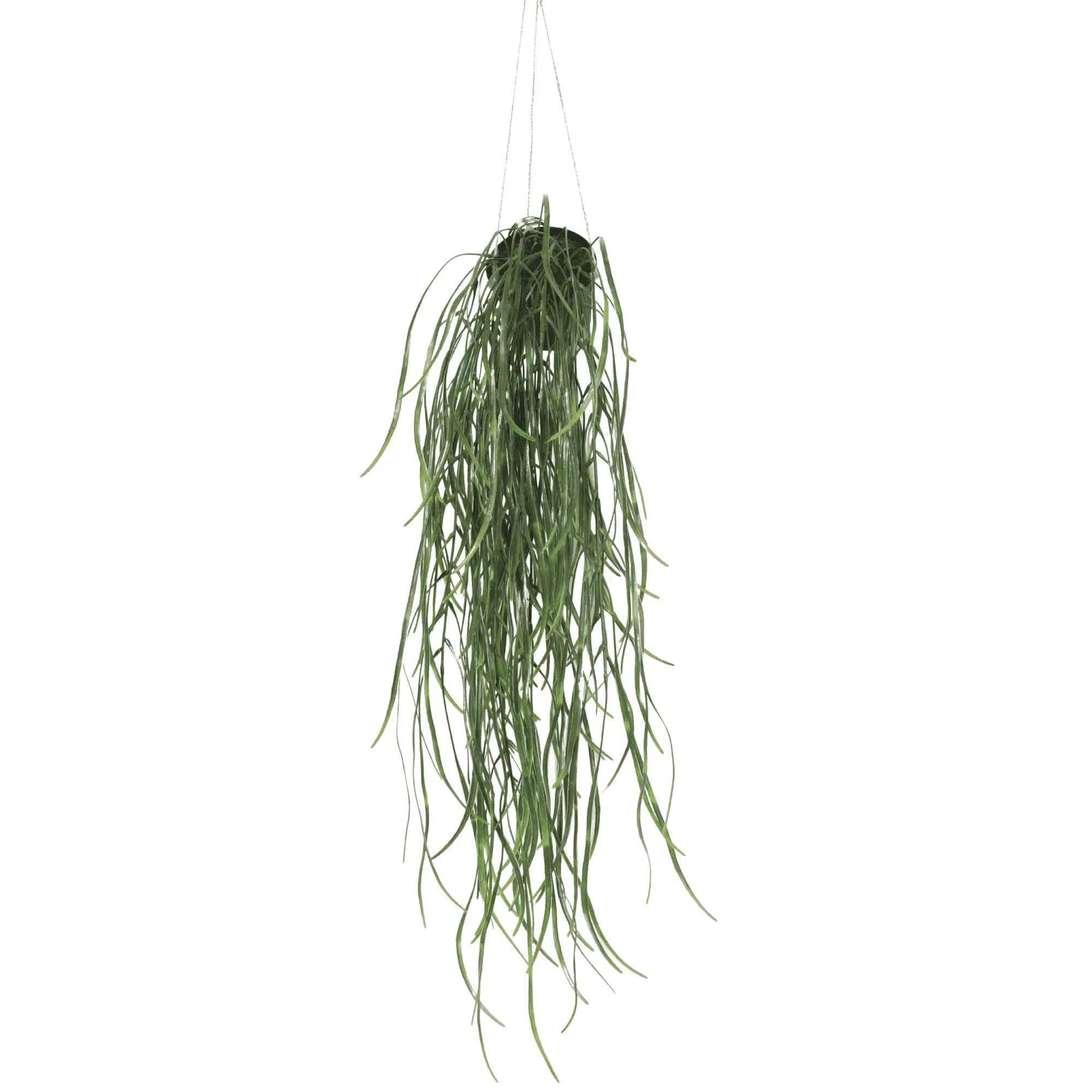 Hanging green plant on a white background