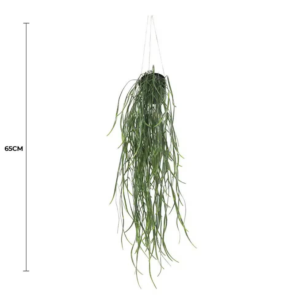 Hanging green plant with measurement label on a white background