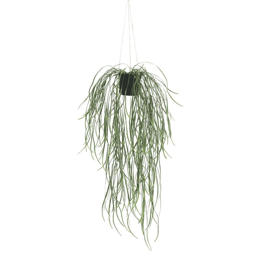 Hanging green plant on a white background