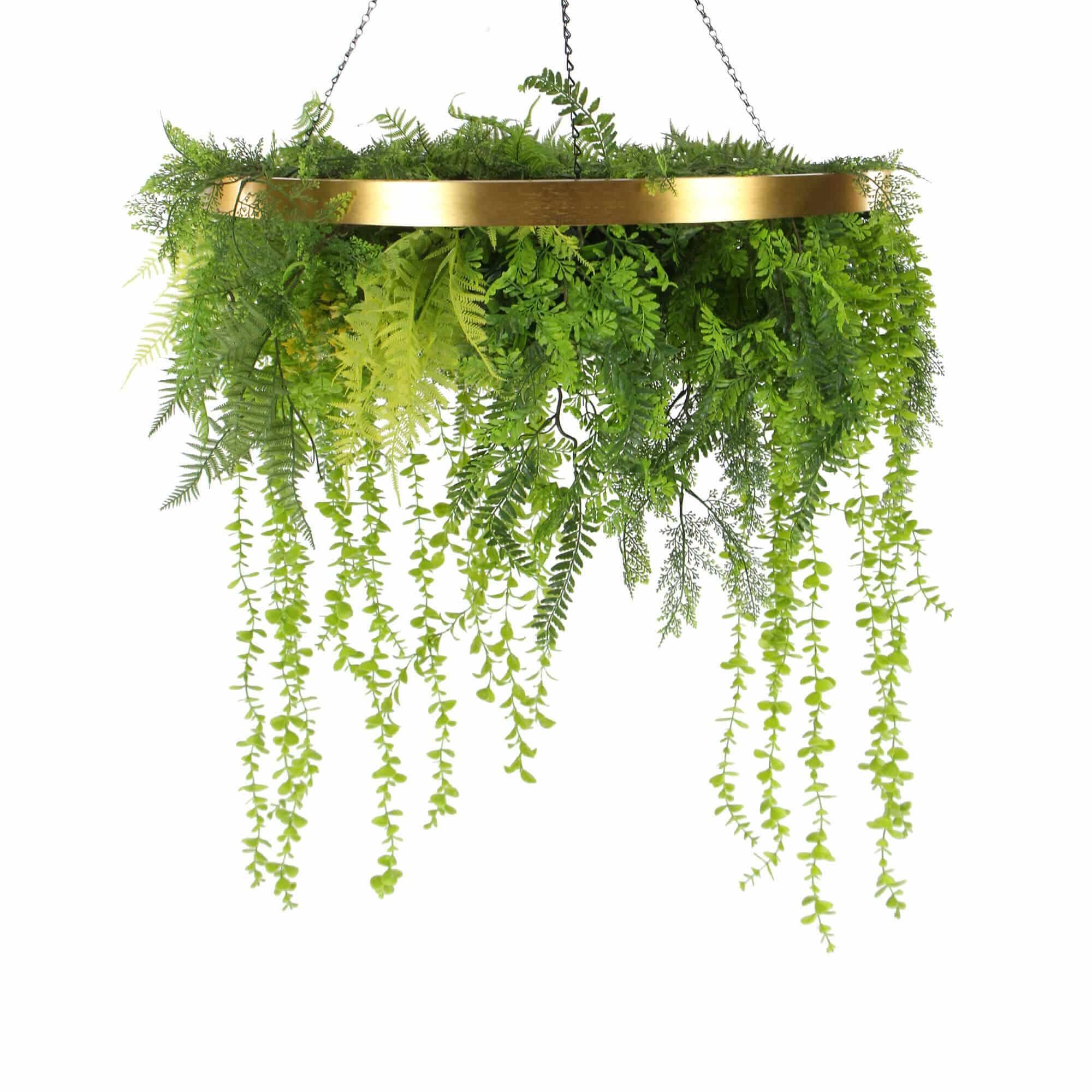 Hanging green fern plant with gold metal frame on a white background