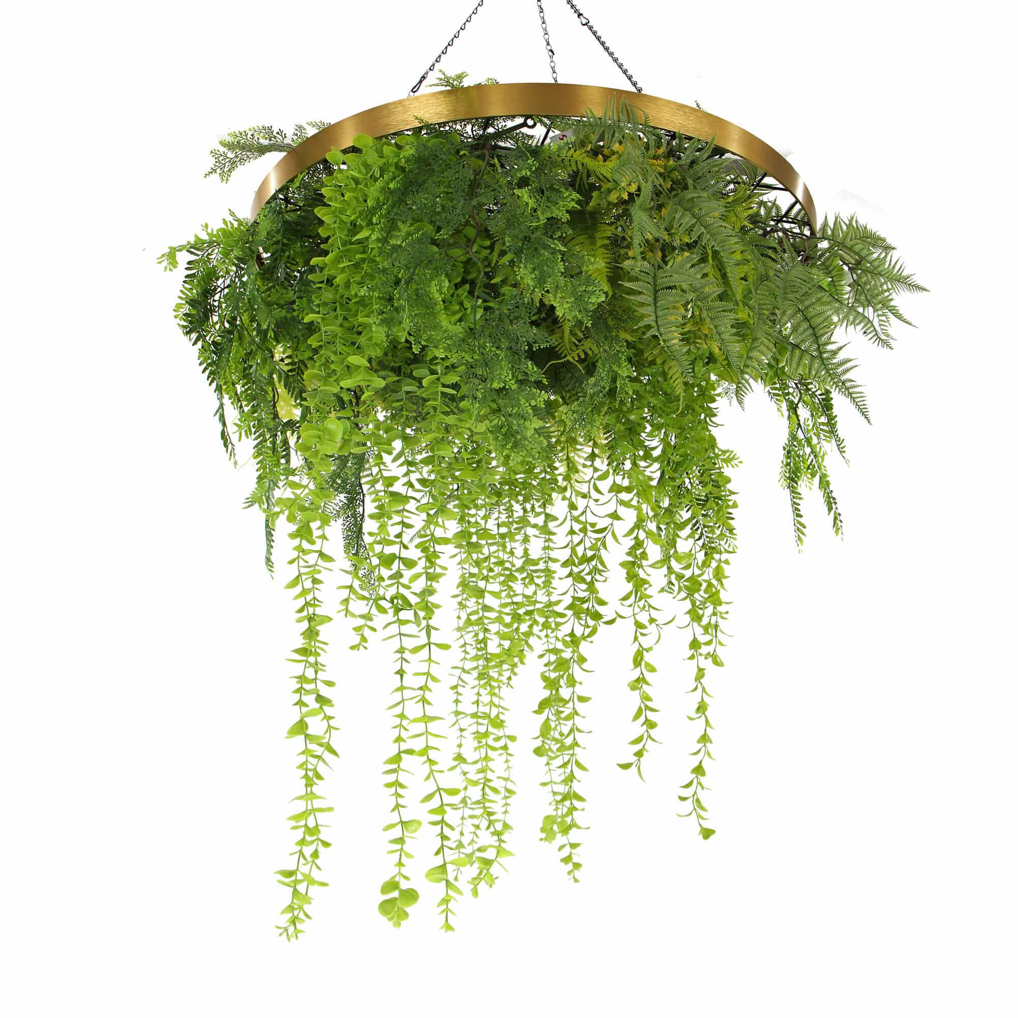 Hanging green plant with gold circular frame on a white background