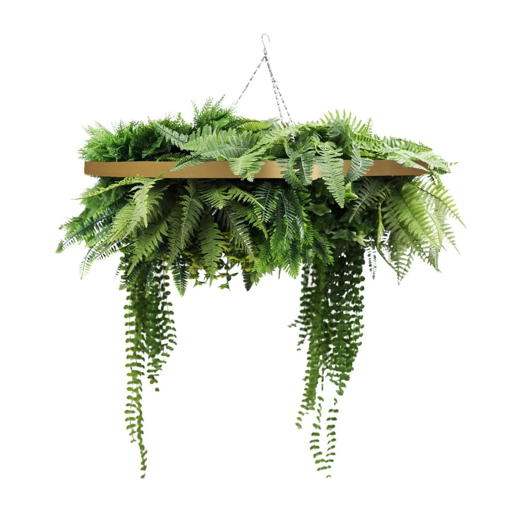 Hanging fern plant on a white background